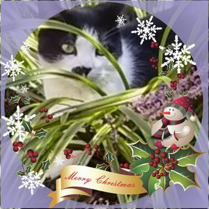 Meet your Posher, Ronda